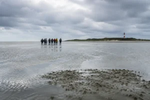 Evaluatie toont geen schuld van organisatie bij noodsituatie waddentocht Ameland