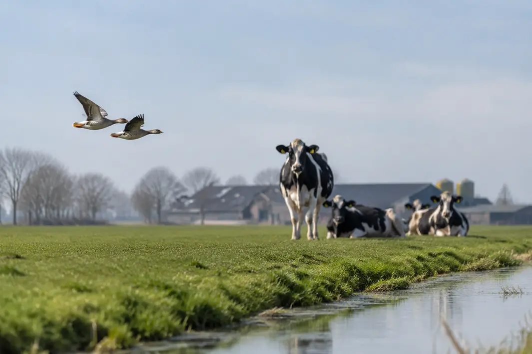 Experts zien vogelgriep bij Fries melkvee als een geïsoleerd geval