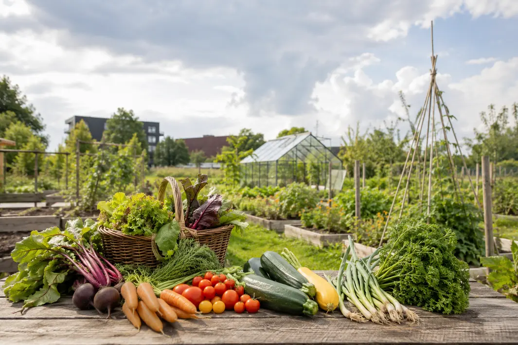 Gezond eten uit eigen moestuin bij Naturij in Drachten