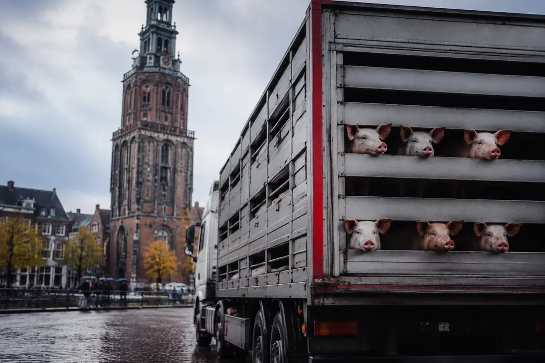 Ludieke actie tegen intensieve veehouderij in Leeuwarden met opvallend veetransport