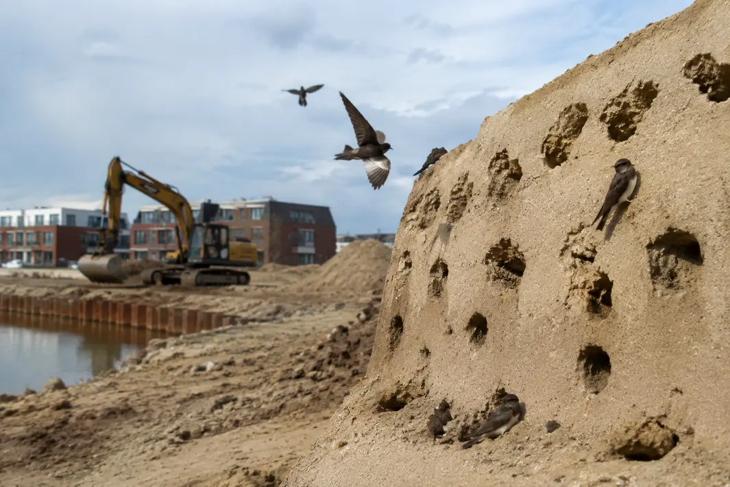 Nesten van oeverzwaluwen in nieuwbouwgebied Middelsee vernield tijdens werkzaamheden