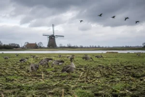 Toename van ganzen en vraatschade in Friesland ondanks nieuw beleid