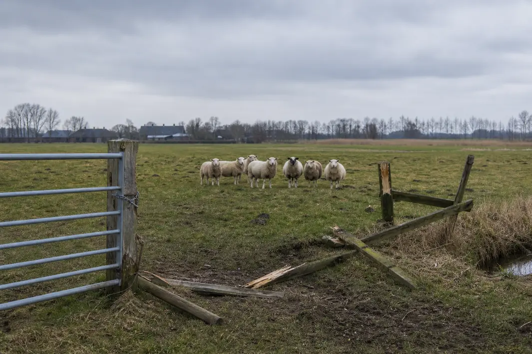 Vernielingen bij schapenkuddes in Heerenveen na oproep op social media
